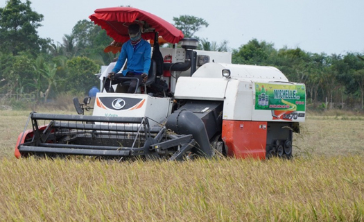 Thâm canh quá mức, vựa lúa ĐBSCL đối mặt suy thoái đất